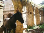 Ruinas del convento. Abad�a, C�ceres